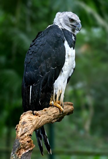  p>美洲角雕(学名: i>harpia harpyja /i>)是大型猛禽,体型大,喙和爪