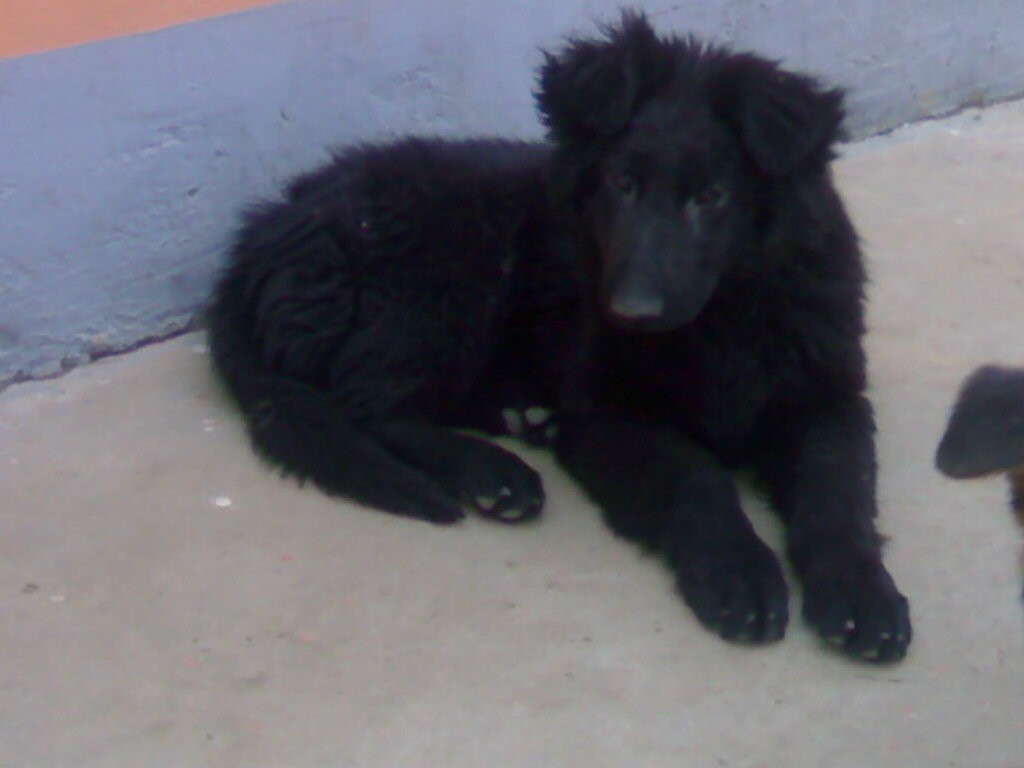 ",其中包括" a target="_blank" href="/item/苏格兰牧羊犬/123617"