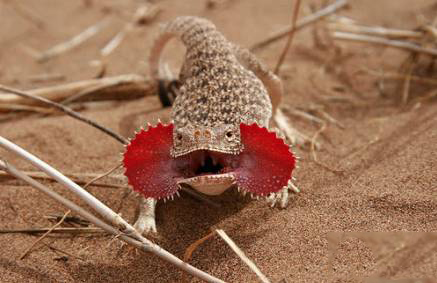  p>大耳沙蜥(学名: i>phrynocephalus mystaceus, /i>)为鬣蜥科沙蜥属