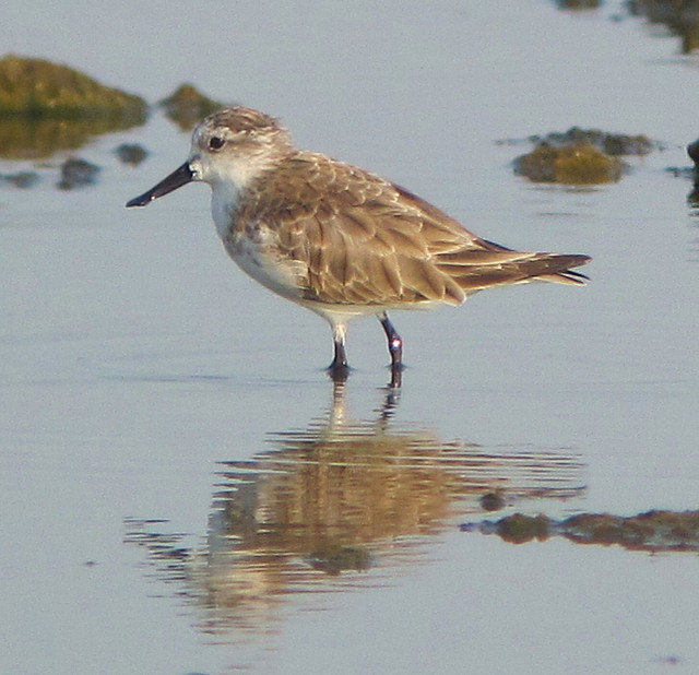  p>勺嘴鹬(学名: i>eurynorhynchus pygmeus /i>)是鹬科勺嘴鹬属鸟类