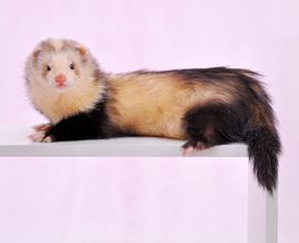  p>品种:安哥鲁宠物貂 /p> p>颜色:火焰色 /p>