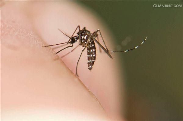  p>白纹伊蚊,也被称为 a href="#" data-lemmaid="10681600">亚洲虎蚊