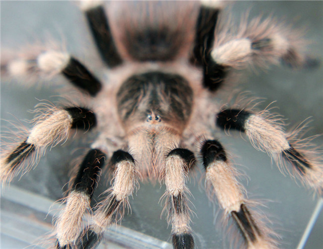 巴西黑白脚蜘蛛