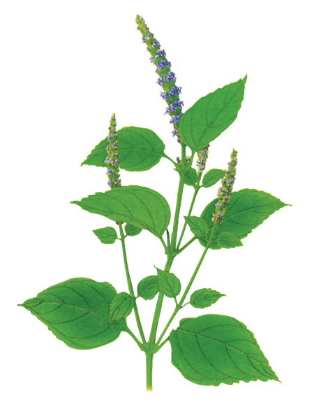  p>玫瑰草是 a>禾本科 /a> a>被子植物门 /a>的一种大量生长的野草.