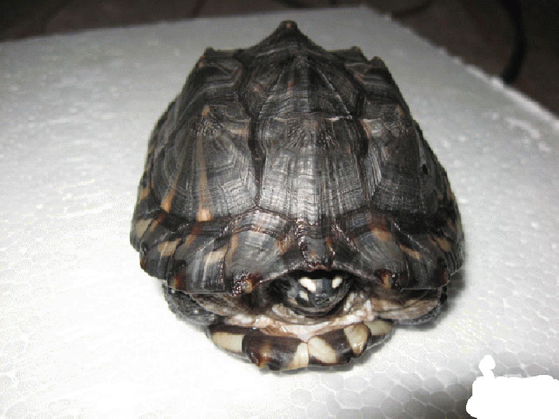  p data-id="gnwnt3ljl1">池龟是水龟科(emydidae)淡水龟的统称,有时