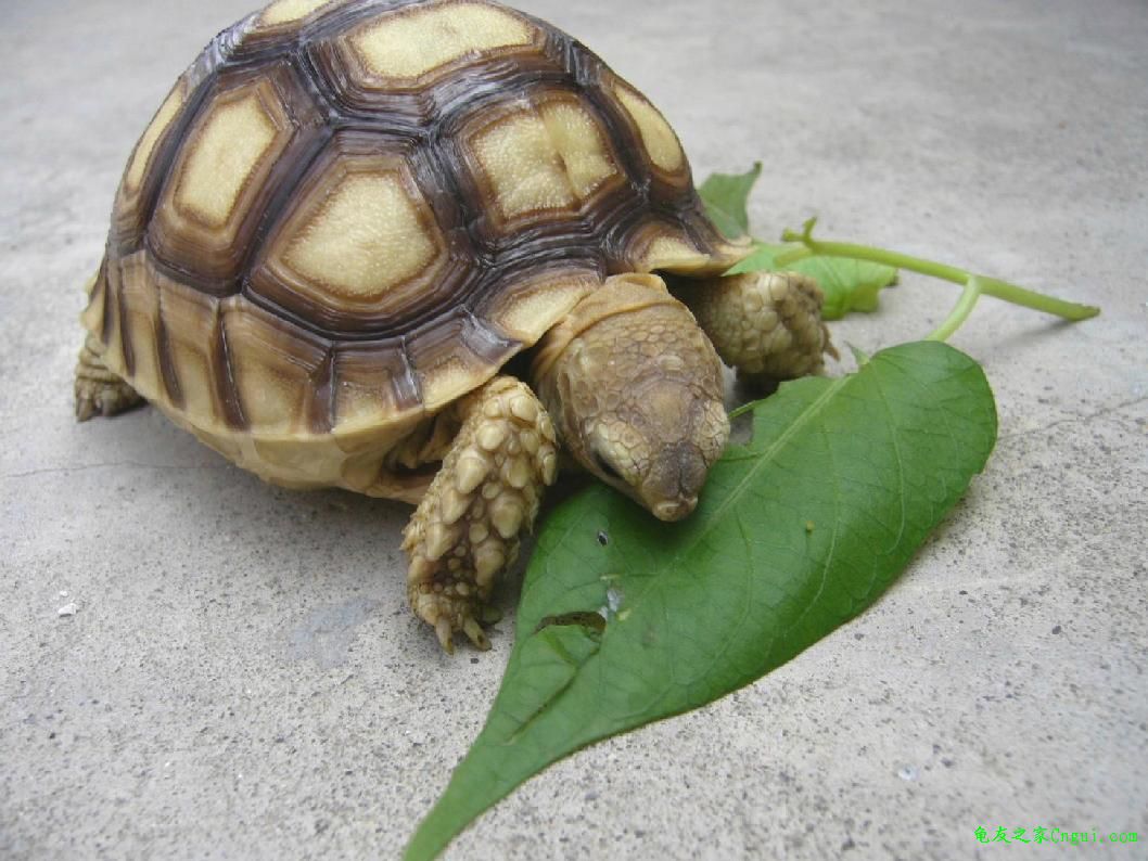  p>象龟,在 a href="#" data-lemmaid="1298770">生物分类学 /a>上是 