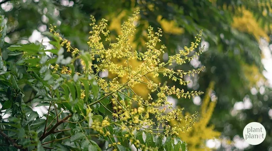 这个抬头不见低头见，当季必定要认识的植物_百科TA说