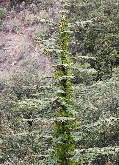 p>短叶雪松(学名:cedrus brevifolia)常绿乔木,树冠尖塔形,大枝平展