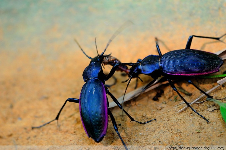  p>硕步甲(学名: i>carabus davidis /i>), a target="_blank" href="