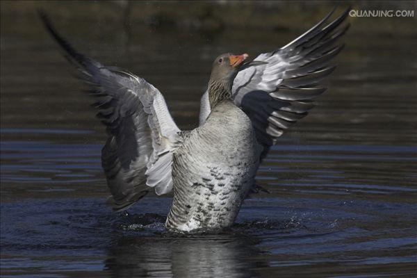  p data-id="tirwakegk3st">雁鹅是雁形目鸭科