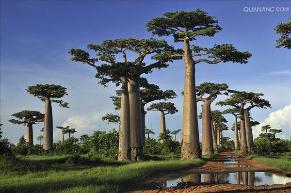 id="1113229">波巴布树 /a>, a target="_blank" href="/item/猢狲木