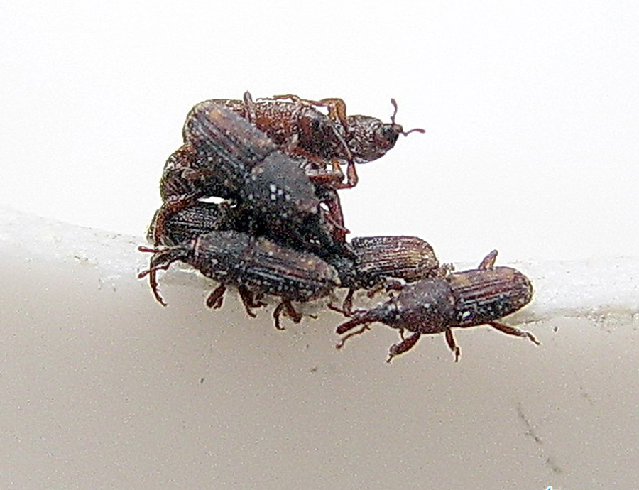  p>米象,俗称蛘子,归属 a href="#">鞘翅目 /a>象虫科,是贮藏 a href=