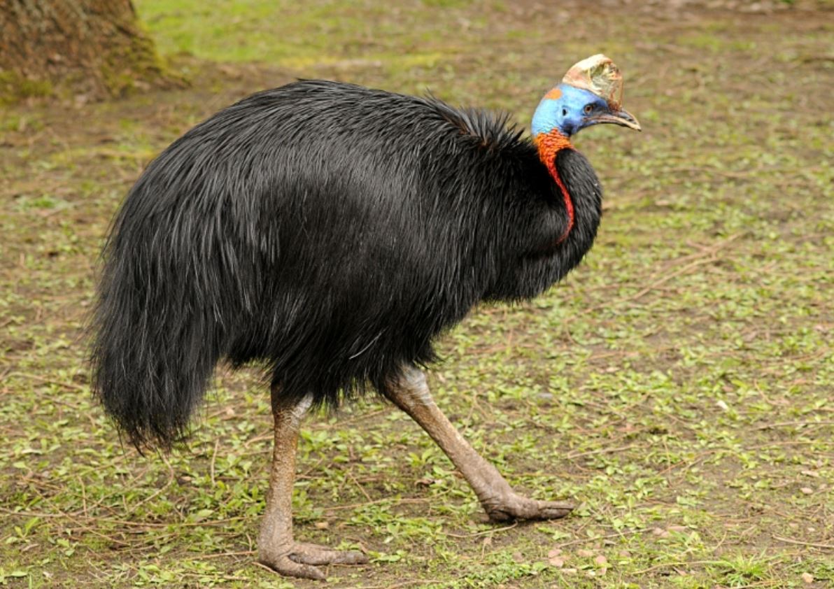  p>单垂鹤鸵(学名: i>casuarius unappendiculatus /i>):是 a>鹤鸵科 