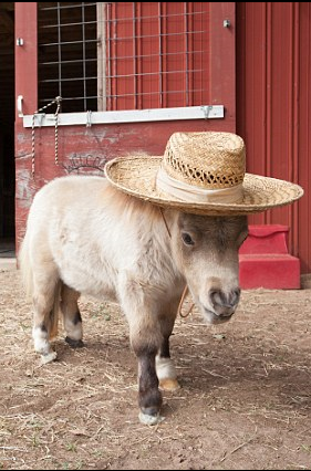  p>2014年12月5日报道,shammy是一匹得了侏儒症的马,自从它的主人