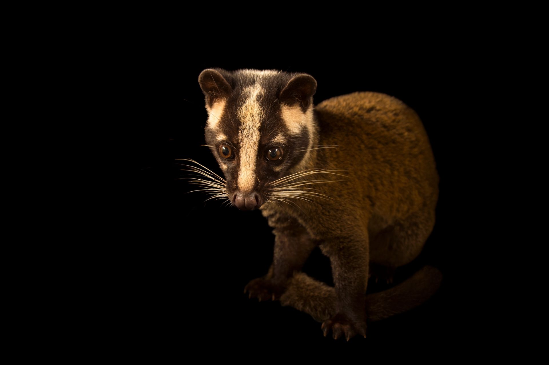  p>花面狸(学名: i>paguma larvata /i>)是灵猫科,花面狸属食肉动物