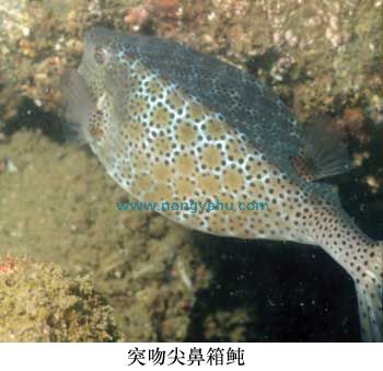  p> b>突吻尖鼻箱鲀 /b>( a href="#" data-lemmaid="8074290">学名 