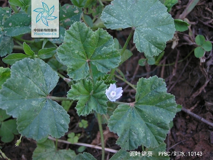  p>圆叶锦葵(学名: i>malva rotundifolia  /i>linn)是锦葵科,锦葵属