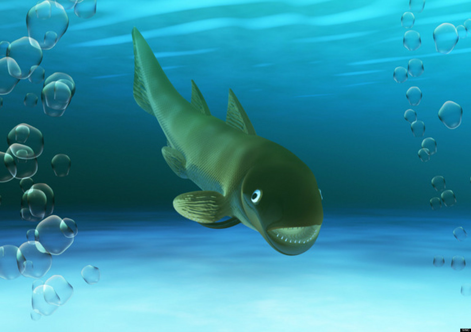 棘鱼(machaeracanthus goujeti)属于兼具鲨鱼与硬骨鱼特质的棘鱼纲,又