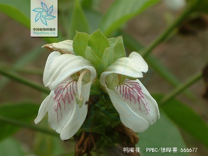 鸭嘴花