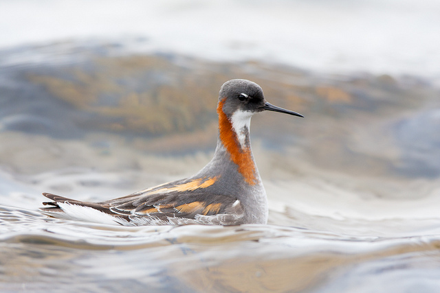 red-necked phalarope