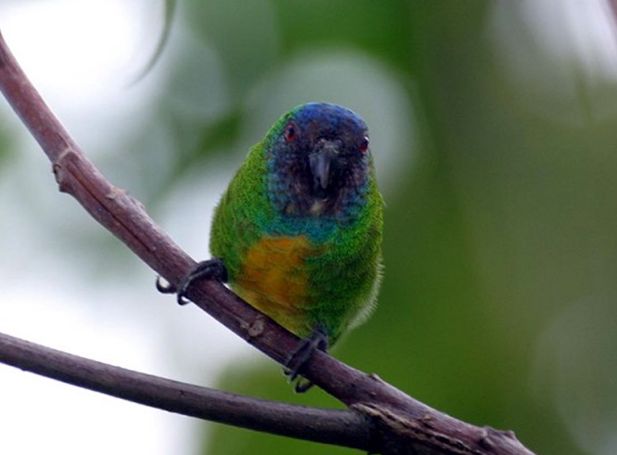  p>吉温侏鹦鹉(学名:micropsitta geelvinkiana)仅有2个亚种,是鹦鹉科