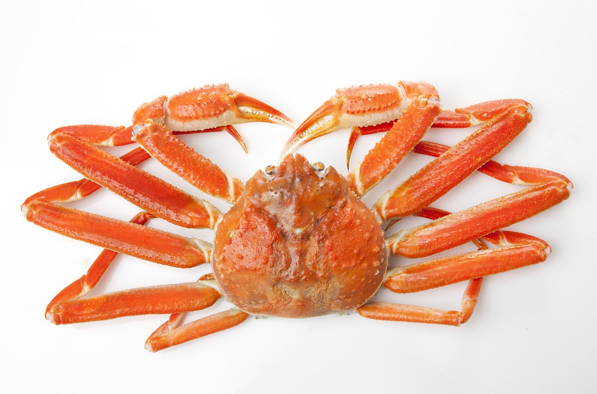  p>雪蟹:学名:灰眼雪蟹(科学命名):chionoecetes opilio, chionoece