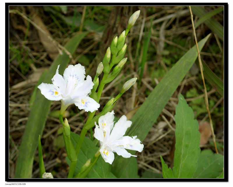  p data-id="gnwl72jctq">竹花,即多年生 a ta