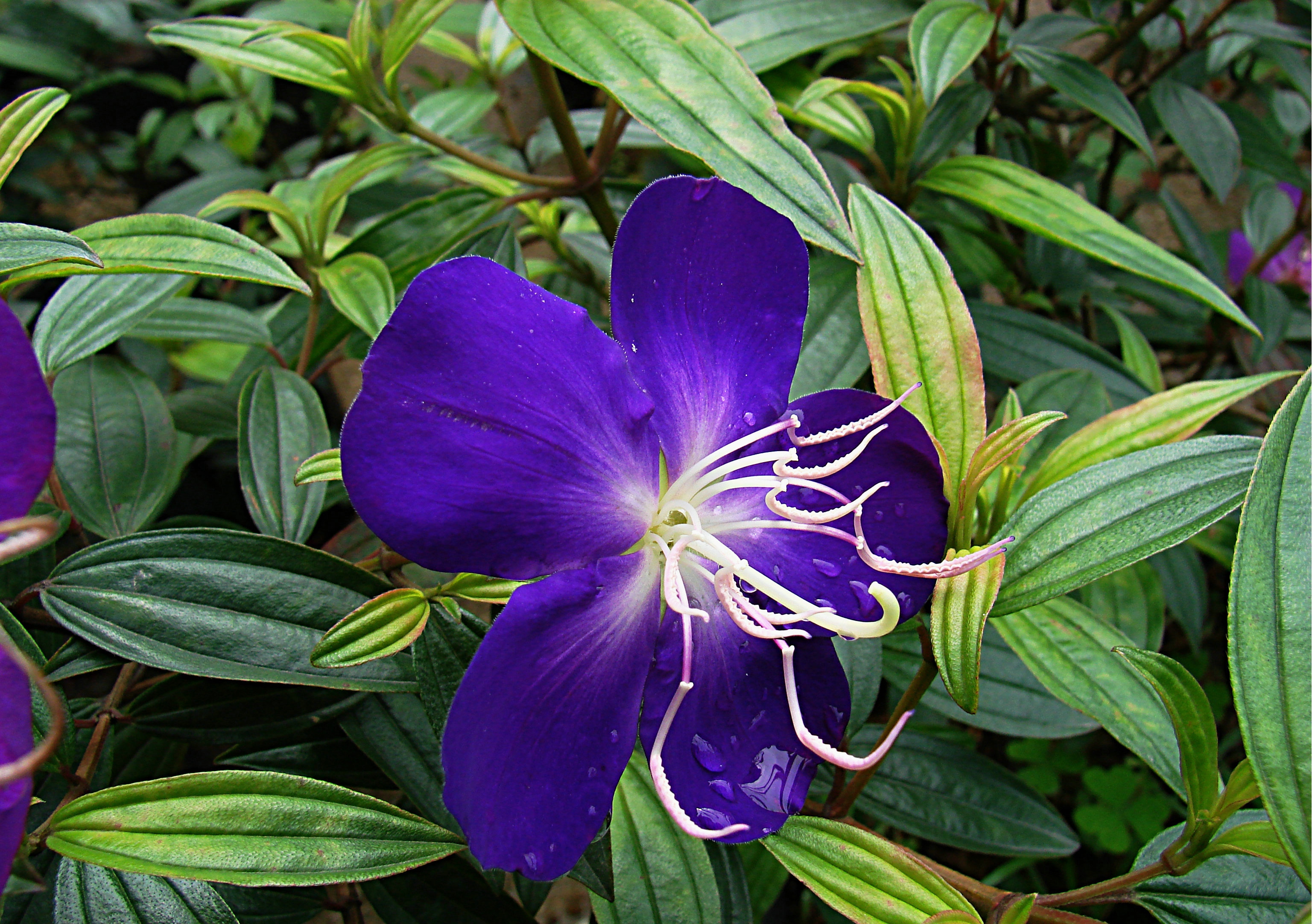 银毛野牡丹(变种)