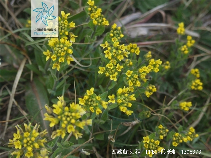  p>小草本,花期高4-6厘米,密生长约1毫米的柔毛. /p>