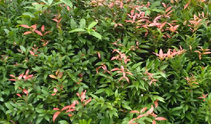  p>红枝蒲桃(学名: i>syzygium rehderianum /i> merr.