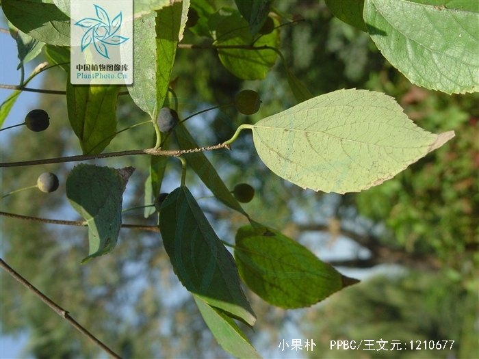 是 a target="_blank" href="/item/双子叶植