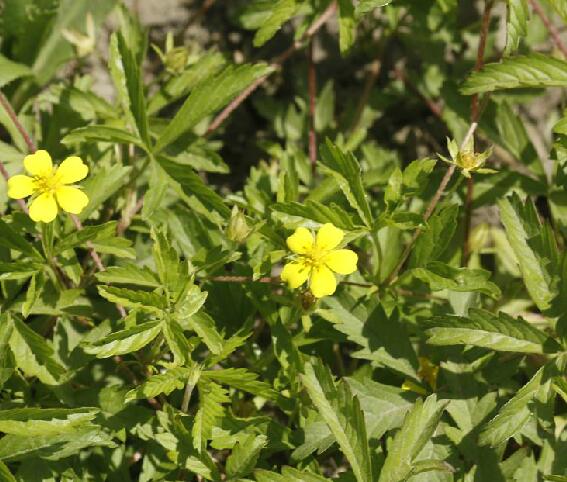 potentilla flagellaris