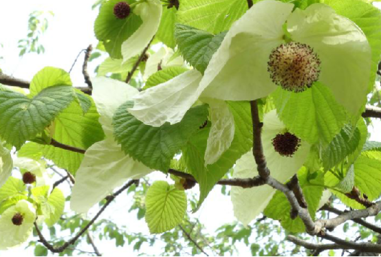 为珙桐科植物珙桐 i>davidia involucrata  /i>baill.的果皮.