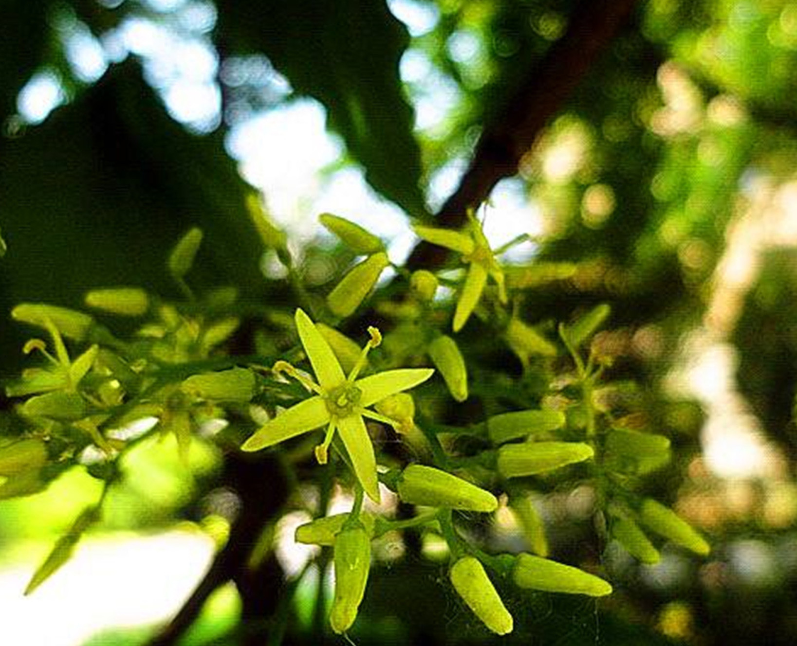 sojak)是山茱萸科,梾木属落叶 a data-lemmaid="33239">乔木 /a>,高