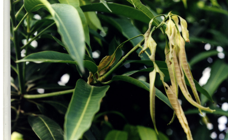 芒果横纹尾夜蛾