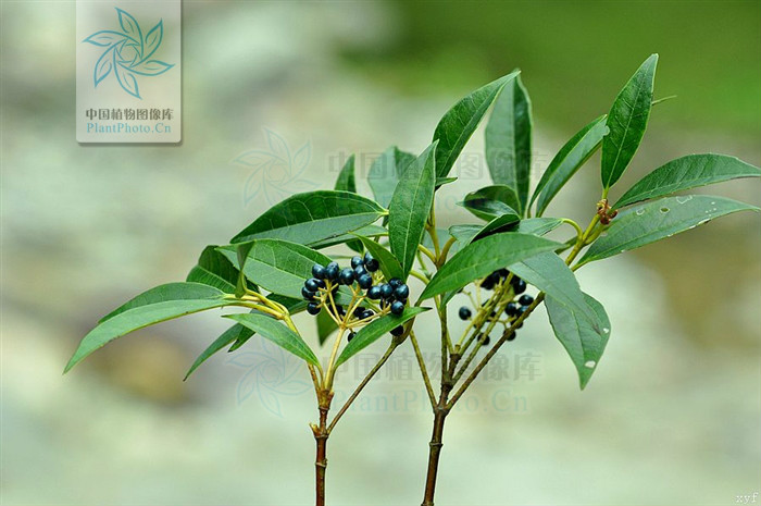  p>狭叶球核荚蒾是 a href="#" data-lemmaid="2461167">球核荚蒾 /a>