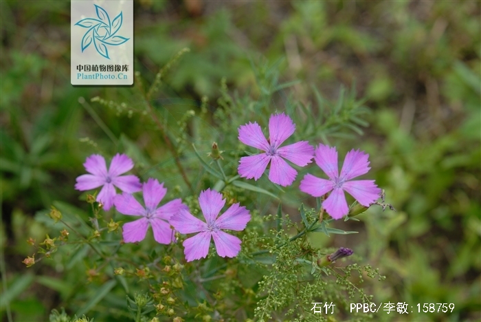  p>石竹,别名:兴安石竹,北石竹,钻叶石竹,蒙古石竹,丝叶石竹,高山石竹