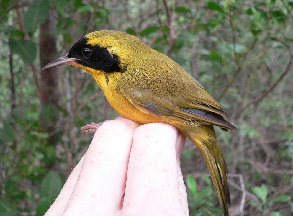  p> b>巴哈马国 /b>(英语:commonwealth of the bahamas),简称 b>