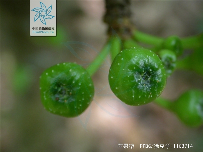 data-lemmaid="1407632">瘦果 /a>呈倒卵圆形,光滑