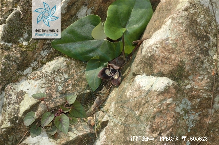 data-lemmaid="1372593">祁阳细辛 /a>,别名:山慈菇,南细辛,拉丁文名