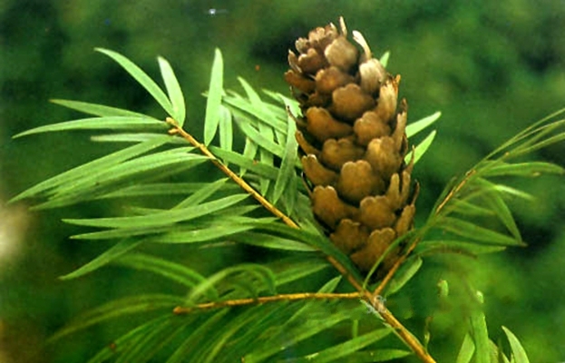  p>海南油杉(学名: i>keteleeria hainanensis /i> chun et tsiang)是