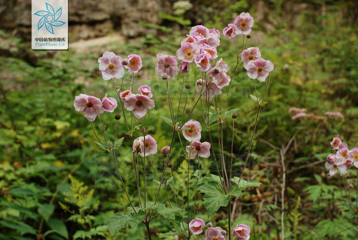  p>大火草,学名:anemone tomentosa (maxim.