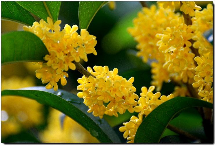  p>金球桂(学名: i>osmanthus fragrans /i> 'jin qiu gui&