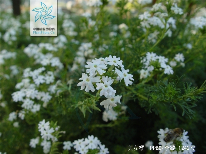  p>美女樱是 a target="_blank" href="/item/马鞭草科/2951374" data