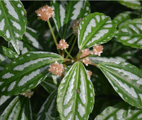 白斑叶冷水花