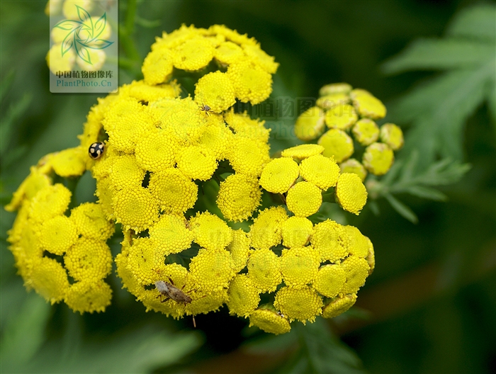  p>疏齿亚菊(学名:ajania remotipinna)为菊科亚菊属的植物,是中国的