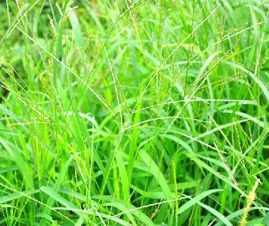 camus)是禾本科,马唐属植物,一年生草本.