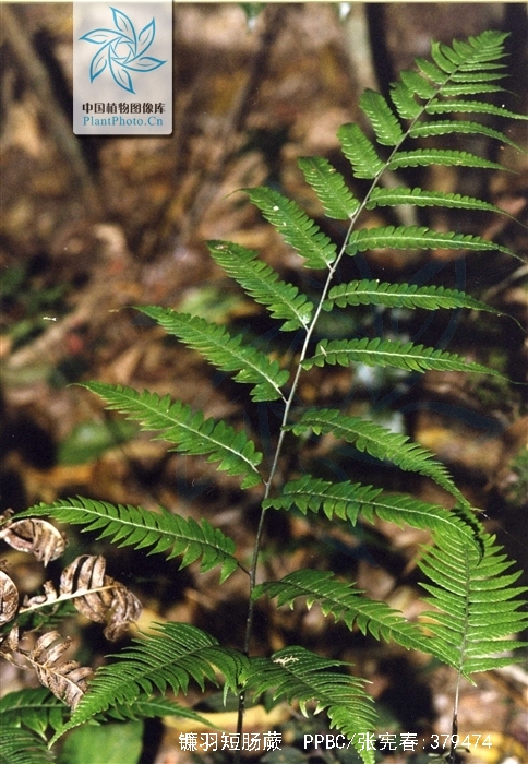  p>镰羽短肠蕨( a target="_blank" href="/item/学名/8074290" data