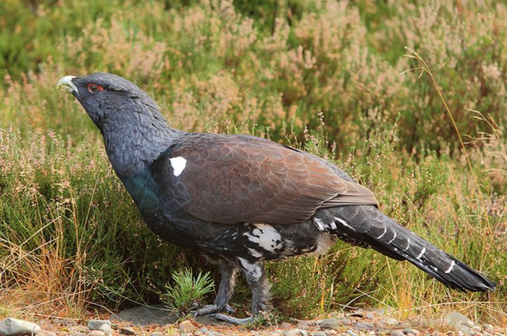  p>松鸡(学名: i>tetrao urogallus /i>):是 a target="_blank" href=