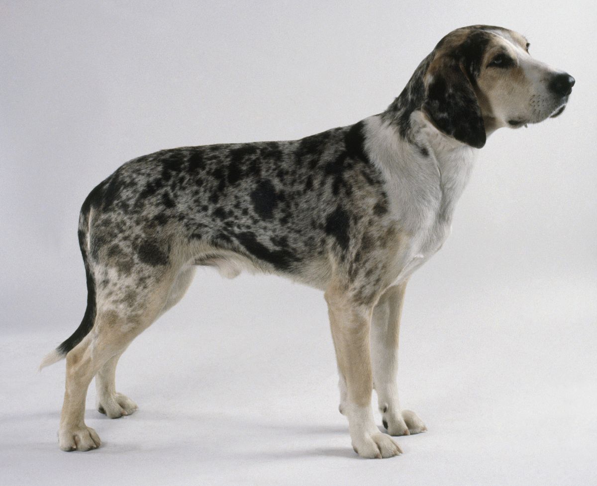 不同的 a href="#" data-lemmaid="3326375">嗅觉猎犬 /a>交配育种,而